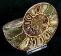 Cut & Polished Desmoceras Ammonite (Half) - #5387-2